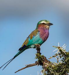 Vogelleven Tanzania